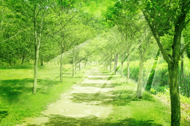 緑豊かで木漏れ日が綺麗な散歩道