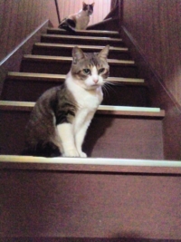 階段昇降運動を行う飼い猫